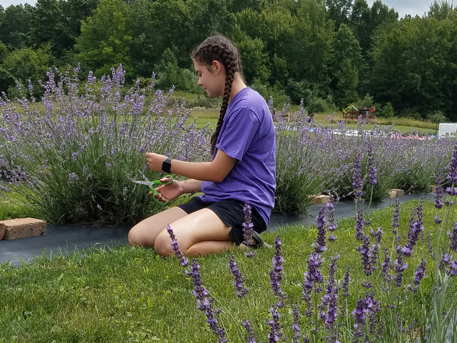 women cutting lavender plant