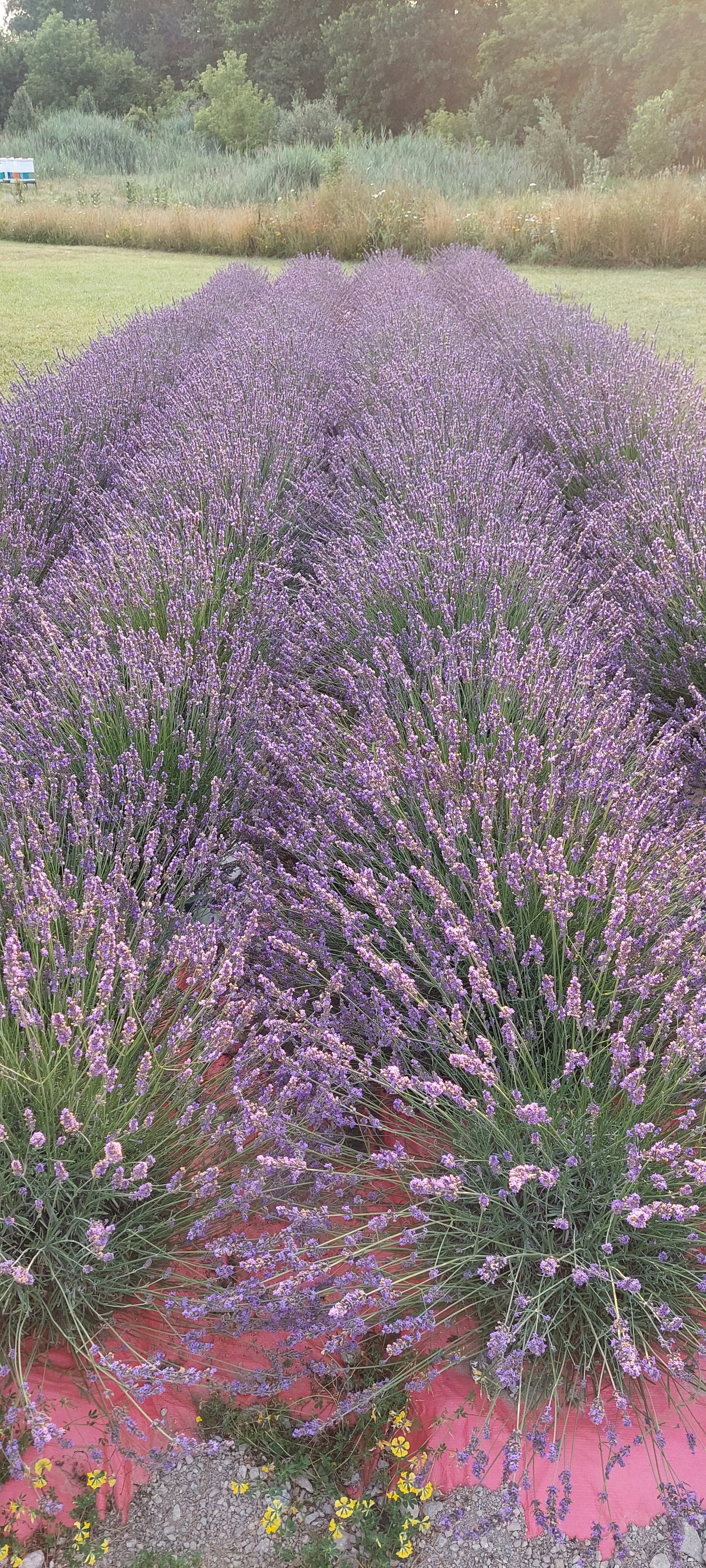 row of lavender plants
