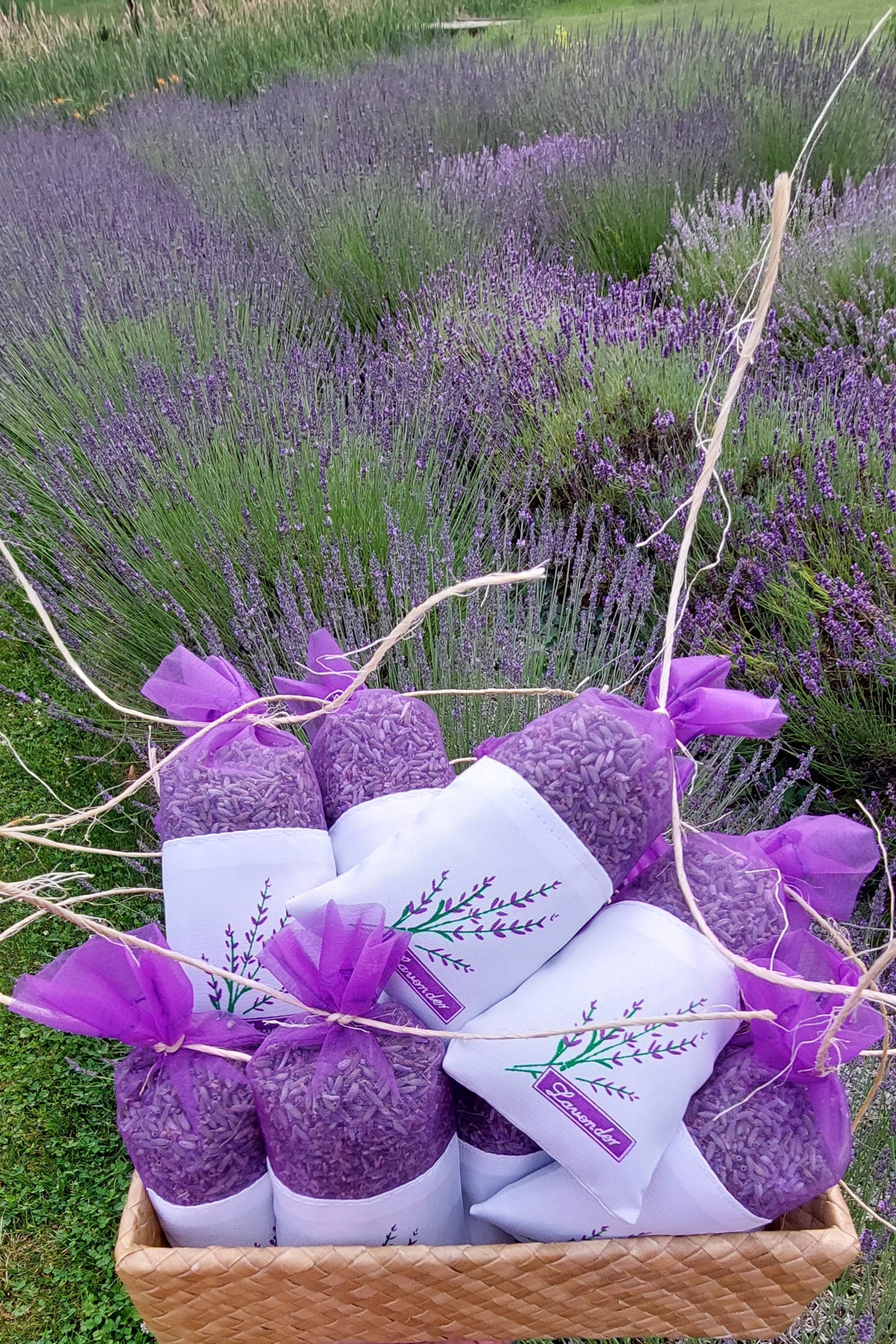 Lavender in basket in lavender field