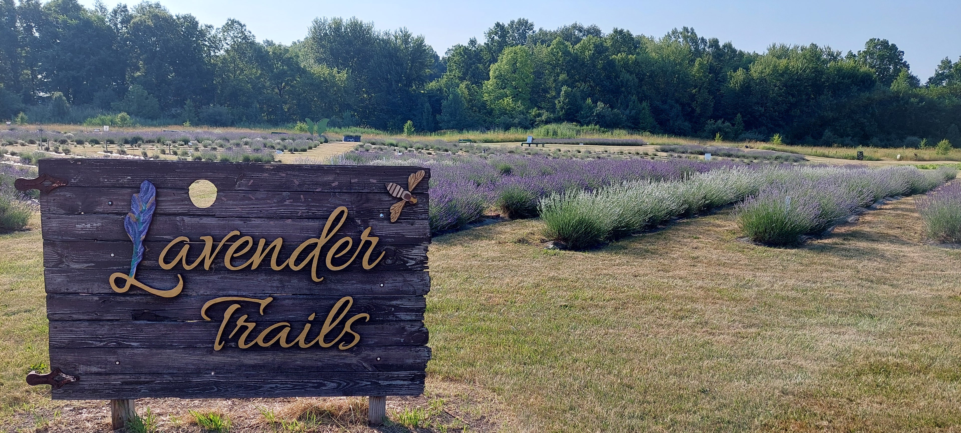 Wooden sign in lavender field