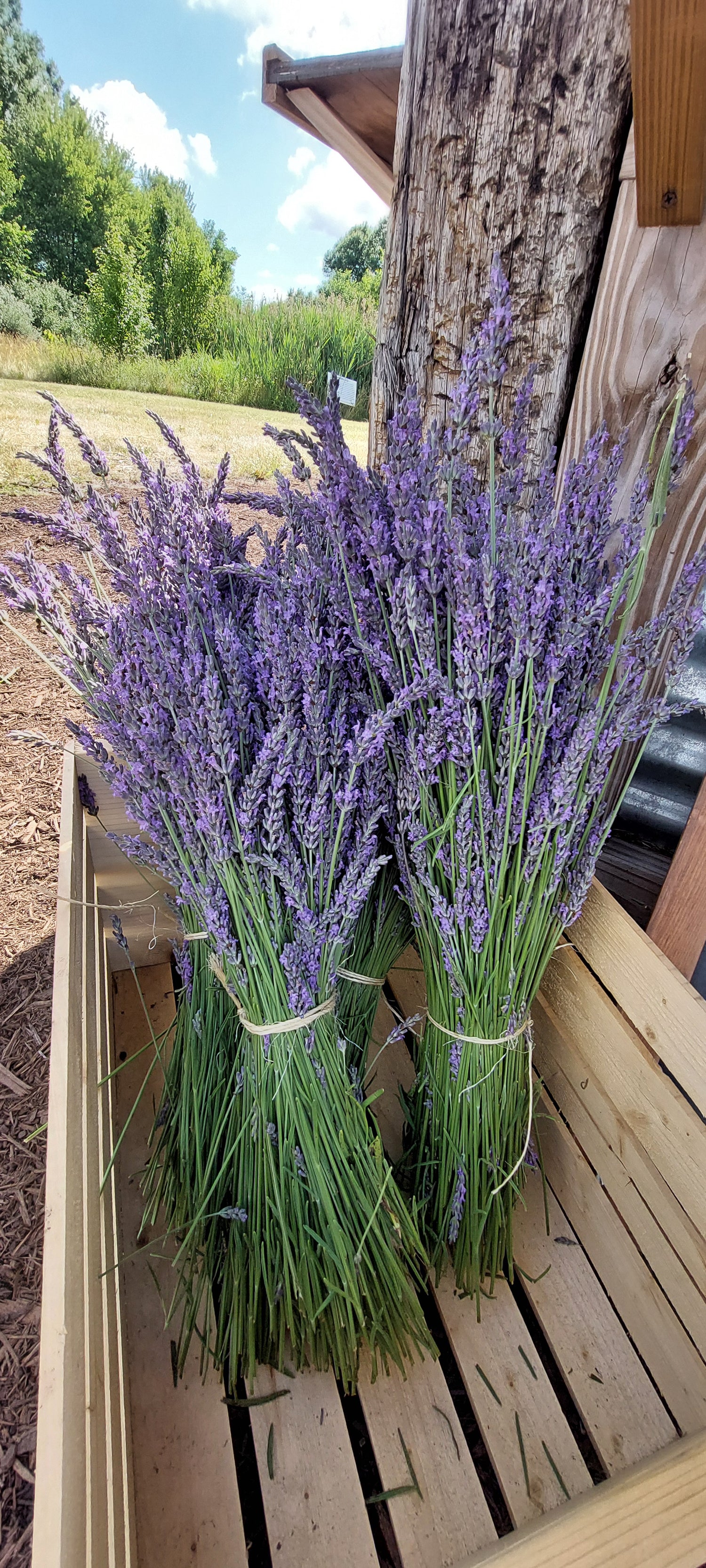 Bushel of lavender in bin