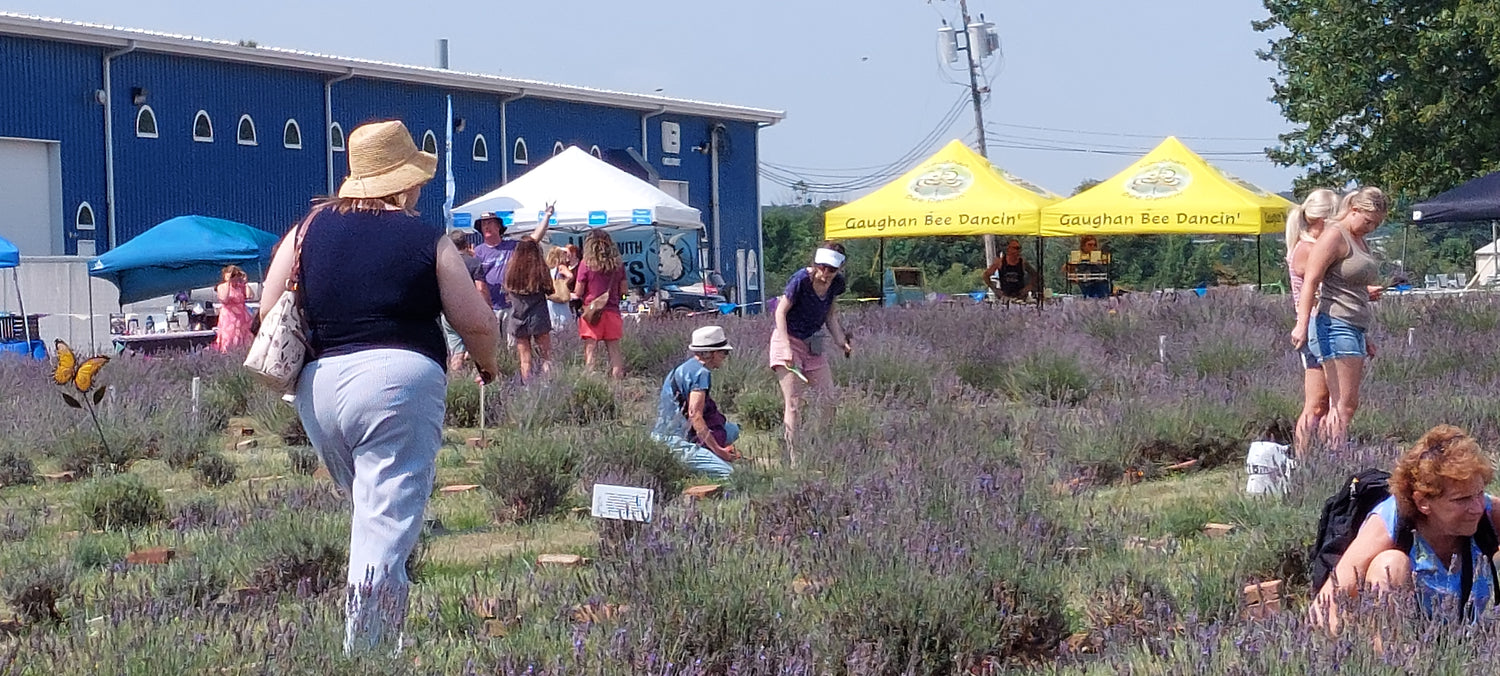 Lavender Trails Festival with vendors and customers picking lavender