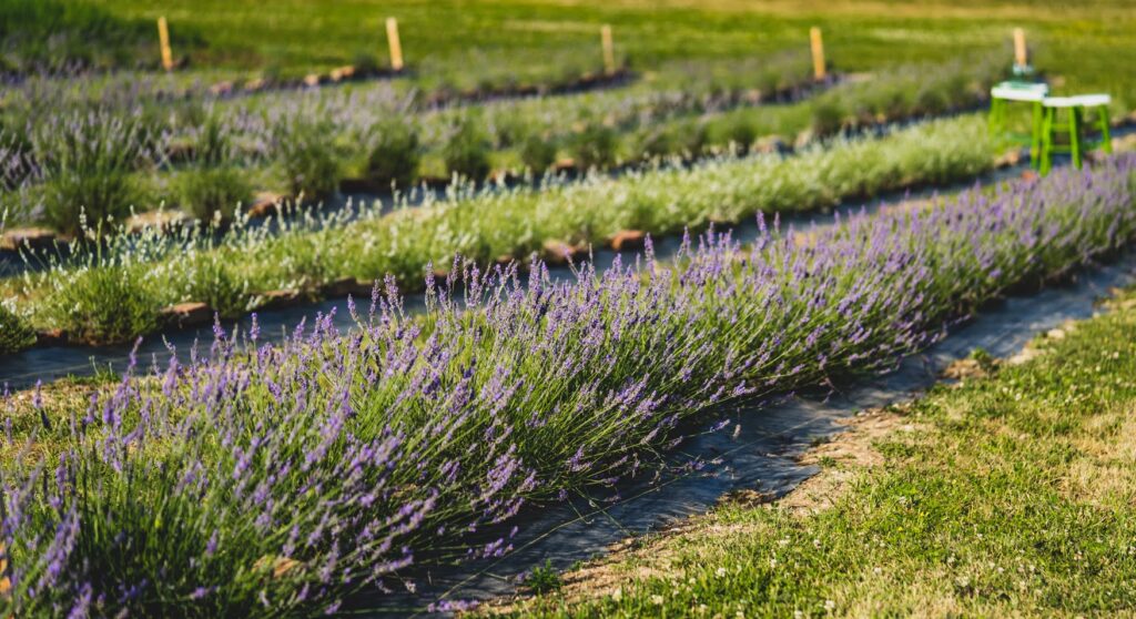 Row of lavender in field