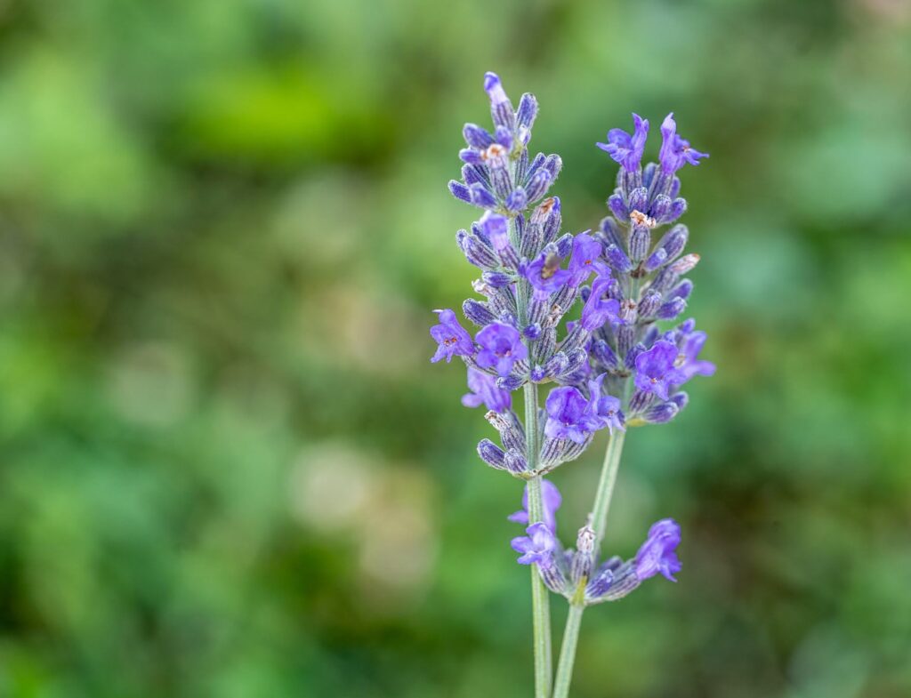 Lavender flower, purple flower green background