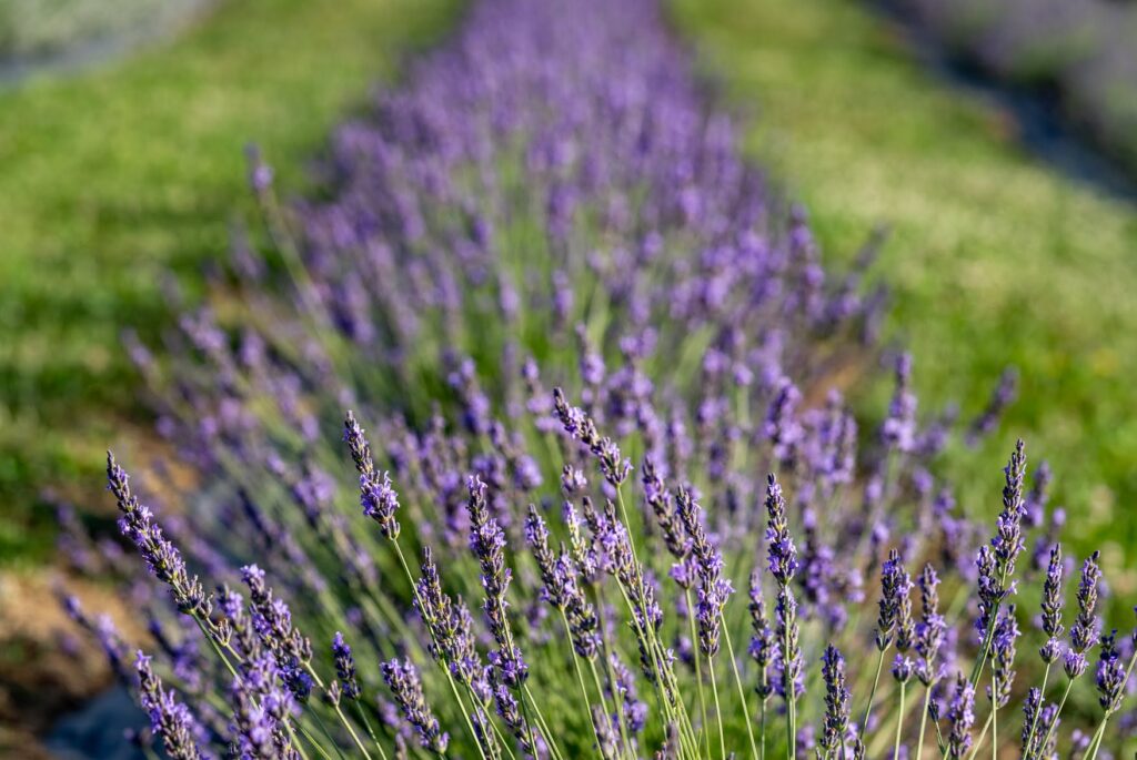 row of lavender plants in field
