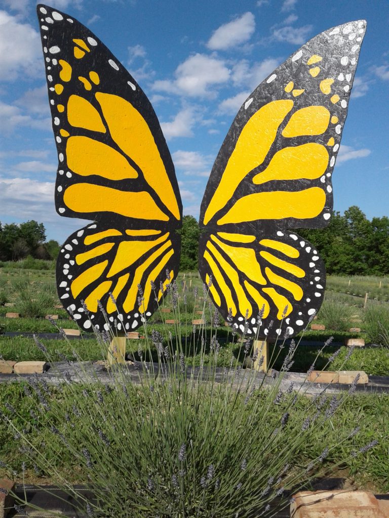 large yellow butterfly wings in lavender field